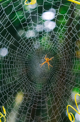 Spider sitting on web with green background. Dew drops on spider web (cobweb) closeup with green background for wallpaper. Chandpur, Bangladesh / 2020.