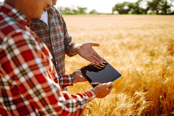 Farmers with a tablet in their hands in a wheat field. Harvesting.