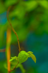 drops of transparent rain water on a green leaf macro