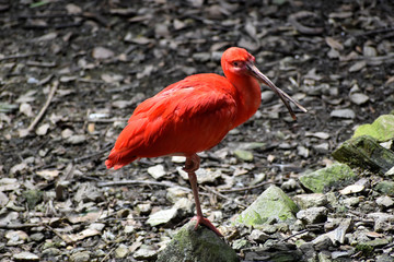ショウジョウトキ