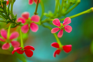 small red and pink flowers on green background, selective focus