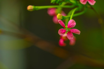 Obraz premium small red and pink flowers on green background, selective focus