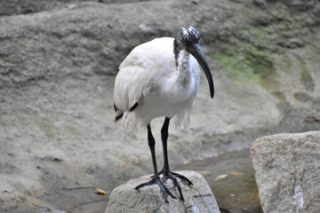 鳥, とり, クロエリセイタカシギ, 自然, 野生生物, 動物, 水, 黒, 動物園,...
