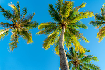 Coconut palm tree with blue sky background.
