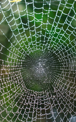 Dew drops on spider web (cobweb) closeup with green background for wallpaper. Chandpur, Bangladesh / 2020.