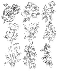 flowers hand drawing set sketch black and white