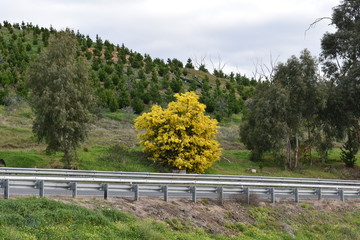 autumn landscape with trees