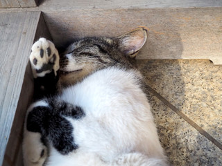 石畳の上でくつろぐ野良猫
