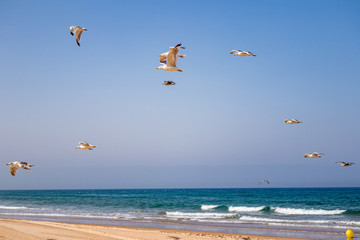 Seagulls flying over the Barrosa beach in Sancti Petri, Cadiz