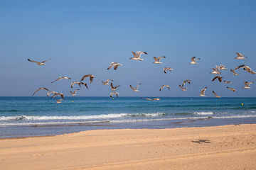 Seagulls flying over the Barrosa beach in Sancti Petri, Cadiz