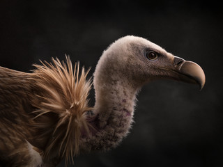 
Close-up of the muzzle of a Himalayan vulture (Gyps himalayensis). Huge vulture
