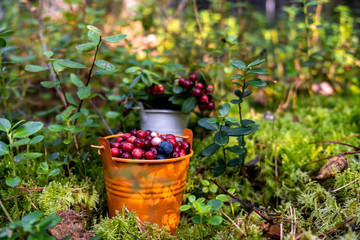 Freshly picked lingonberries in a decorative orange bucket in the forest among the branches of lingonberry and moss.