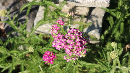 pink and white flowers