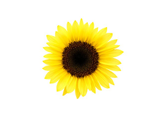 ヒマワリの花　切り抜き