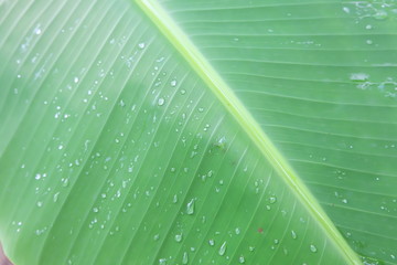 Banana leaves with rainwater for backgrounds, Water drops on banana leaf