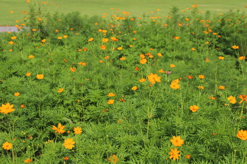 野原に咲くキバナコスモスのオレンジ色の花