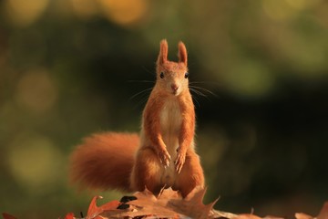 Art view on wild nature. Cute red squirrel with long pointed ears in autumn scene . Wildlife in November forest. Squirrel sitting on the ground. Sciurus vulgaris