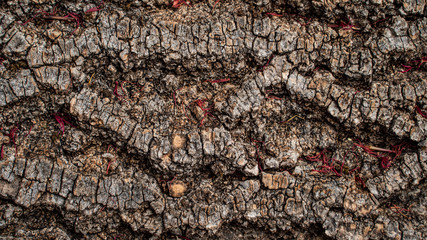 close up of wooden texture bark tree