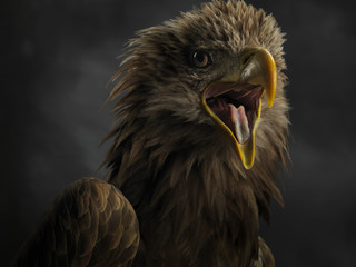 Fototapeta premium Close-up of the muzzle of a white tailed eagle