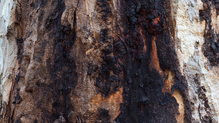 Close up wood texture from tree