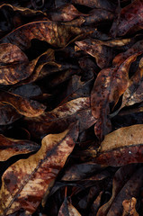 Vivid colorful of fallen leaves after the rain