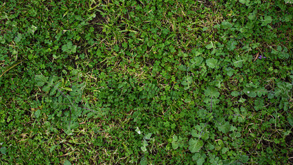 Obraz premium grass texture