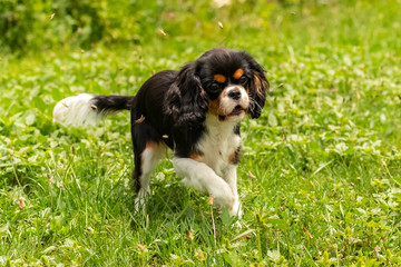 A dog cavalier king charles