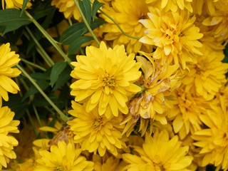 (Rudbeckia laciniata 'Goldball') Fleurs jaunes de Rudbéckies laciniées en forme de pompons sur tiges érigées et retombantes aux feuilles alternes, découpées et dentées