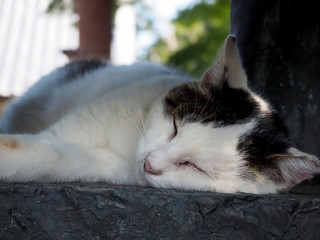 銅像の下で眠る野良猫