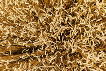 Top view of ripe ears of wheat in the farm field. Harvest concept.