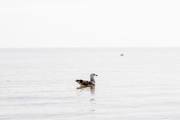 seagull swim on the water