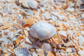 seashell on the beach