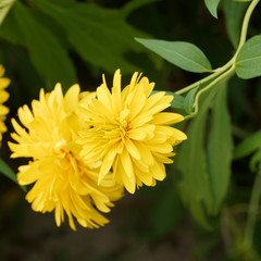 Rudbeckie laciniée (Rudbeckia laciniata 'Goldball') à floraison jaune sur tige érigée au feuillage vert glabre