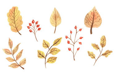 Autumn fall watercolor leaves.Hand Drawn watercolor illustration.solated on a white background.