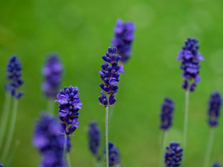 Closeup of lavender flowers, variety Hidcote Blue, with a green grass background