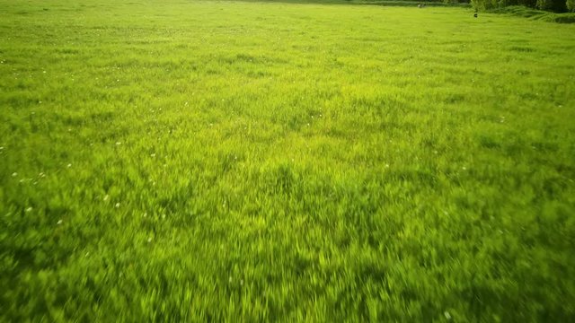Aerial video flying over green grass field during sunset in spring