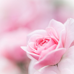 Soft focus, abstract floral background, pink rose flower. Macro flowers backdrop for holiday brand...