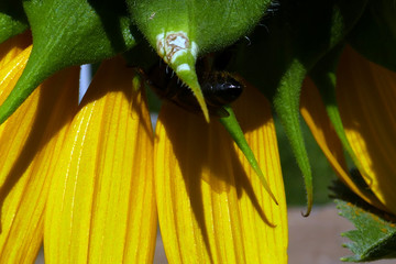 insecto