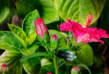 Close up to a hibiscus flower. A red hibiscus flower, during opening the blossom.  Detailed macro photography during the hibiscus flower blooms, with the green leaves. The malaysian national Flower