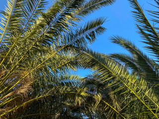Palm tree and leaves with blue sky, tropical background, 