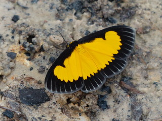 butterfly on the sand