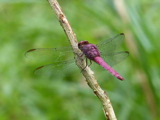 dragonfly on a leaf