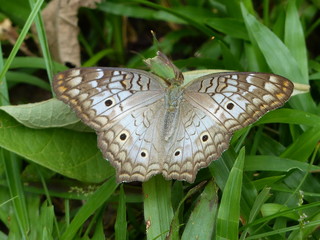 butterfly on leaf