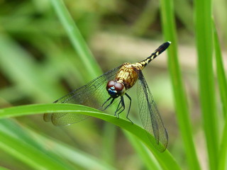 dragonfly on a green leaf
