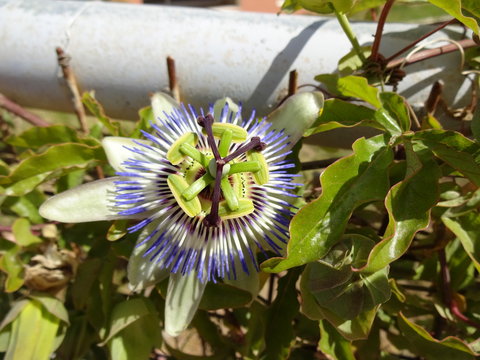 Pasiflora