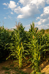 Corn Crops in the Summer