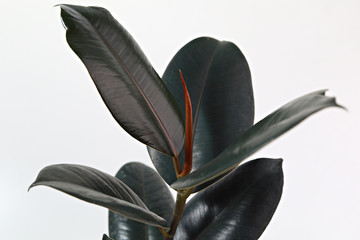 Houseplant Ficus Elastica Burgundy or Rubber Plant on white background