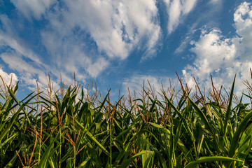 A Field of Corn Crops in Summer