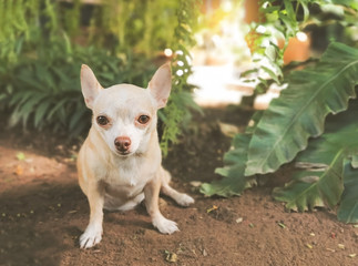 Brown short hair Chihuahua  sitting in the garden , looking at camera.