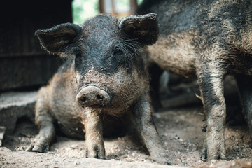 Black pig lays in the shade. Hungarian mangalica piglet hiding from the sun